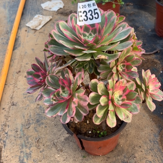 335孔雀翎不包断枝