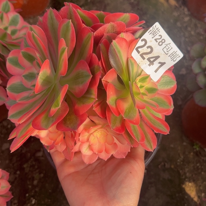 2241女巫多肉植物