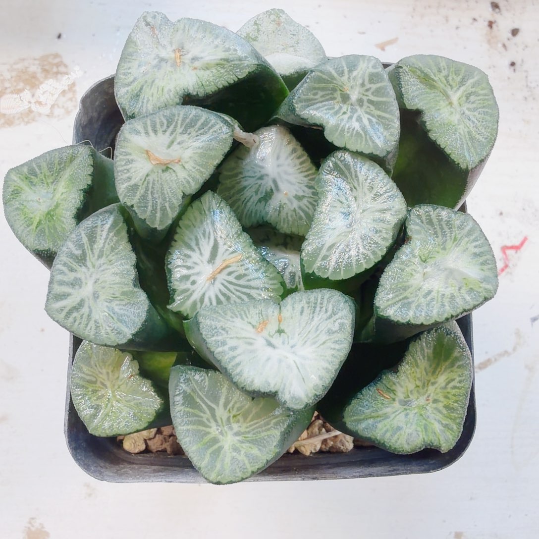 x***∧十二卷福利百妙万象