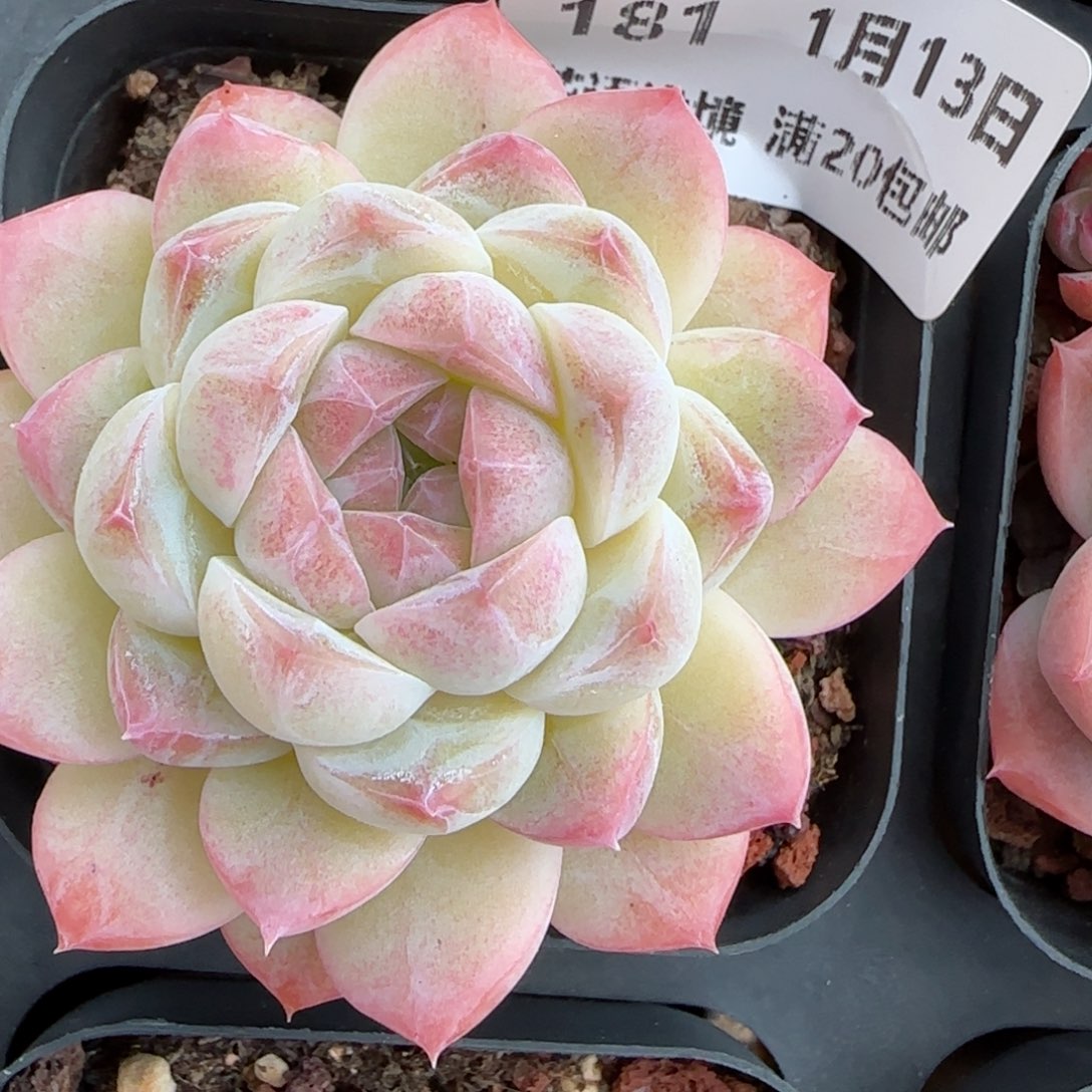 花语逸镜0113-181