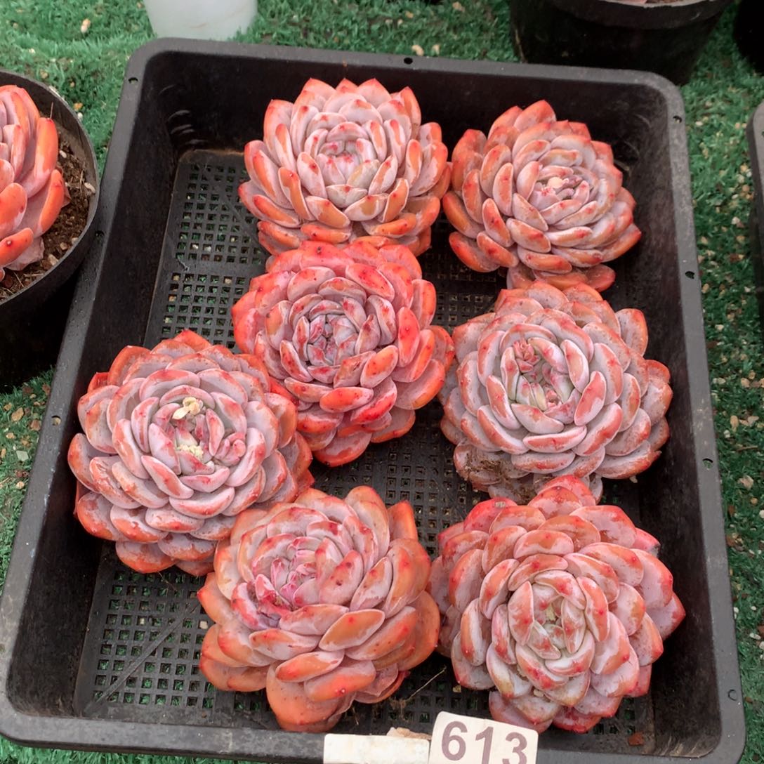 613橙子多肉植物组合