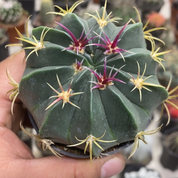 实生赤诚特价福利2