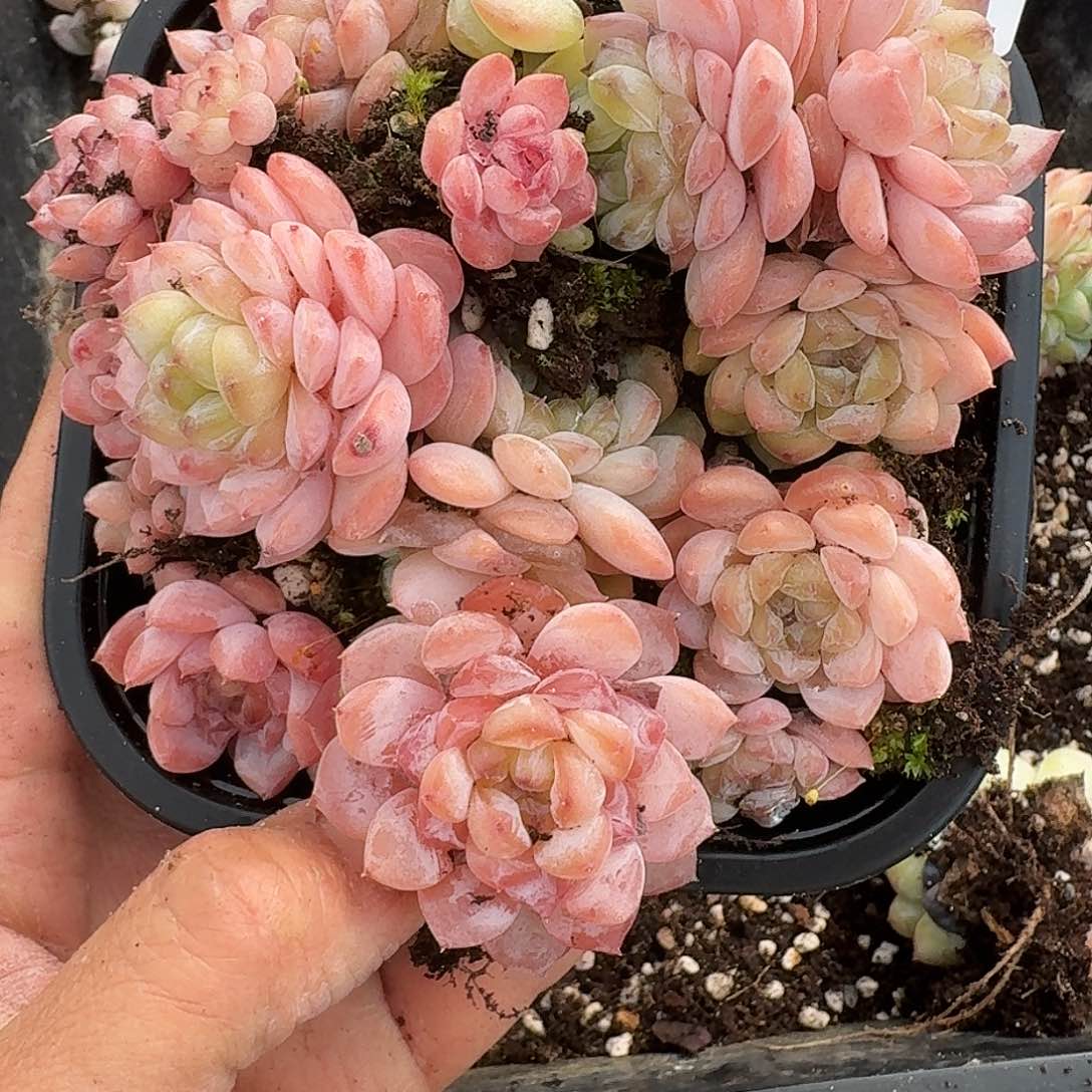 杂交新品珍妮多肉1553