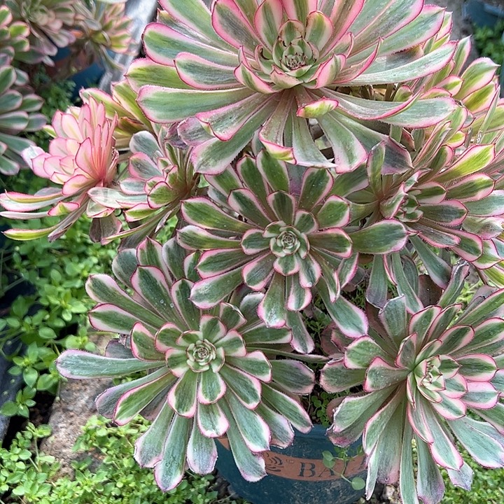 0517白月光多肉植物