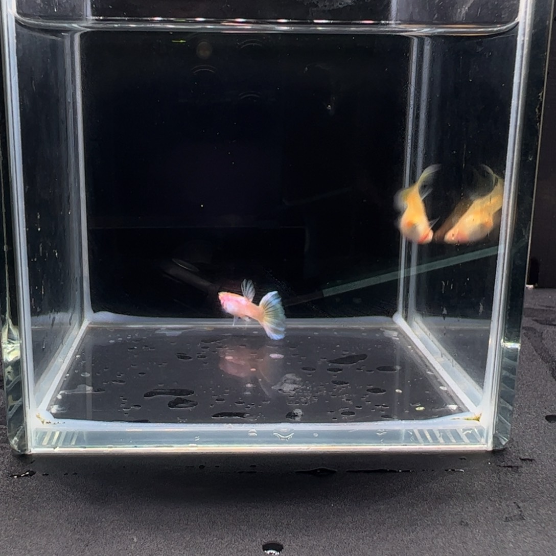 孔雀鱼艾尔银半月白子