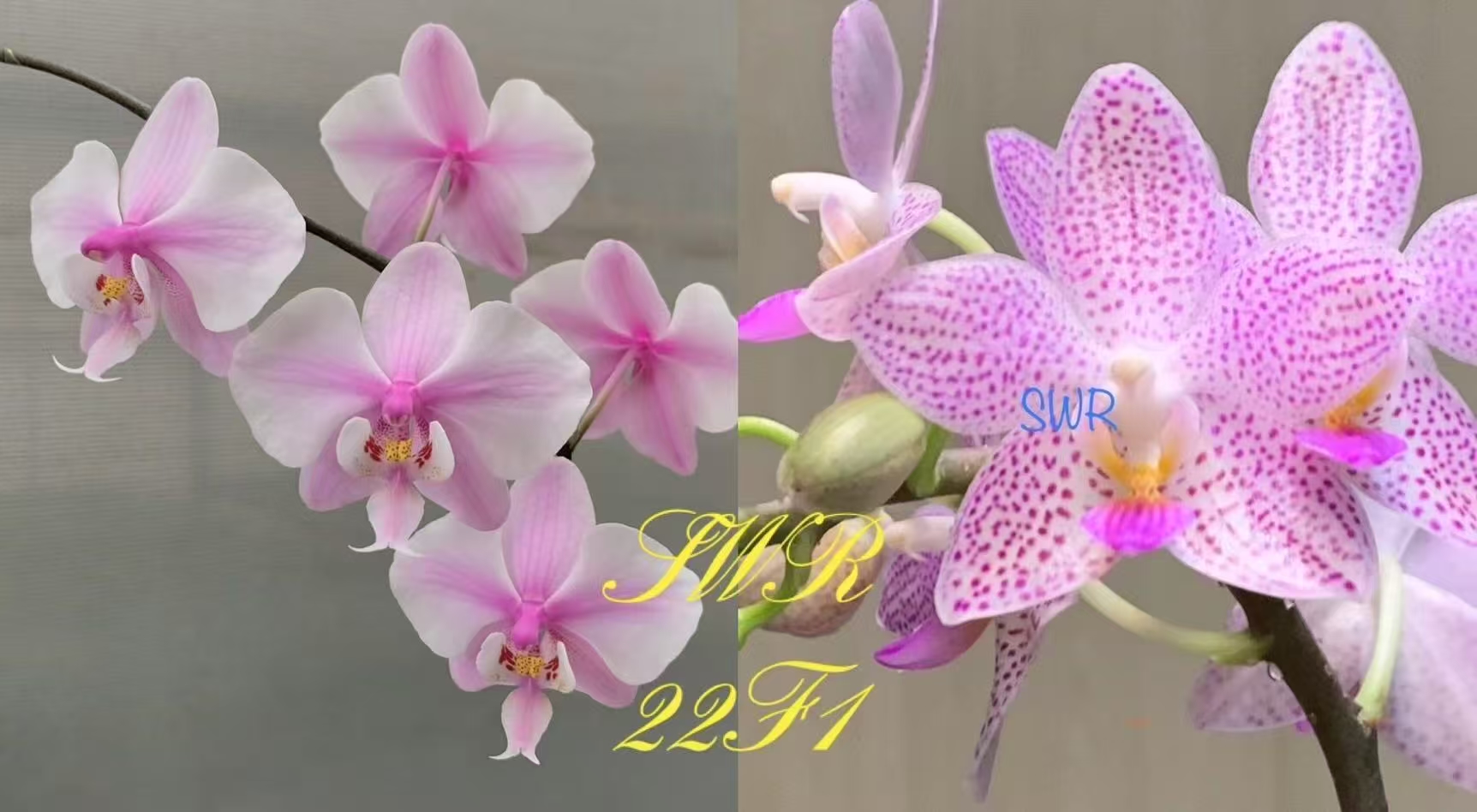 原生蝴蝶兰盆栽基地批发斯普利特SWR22J1