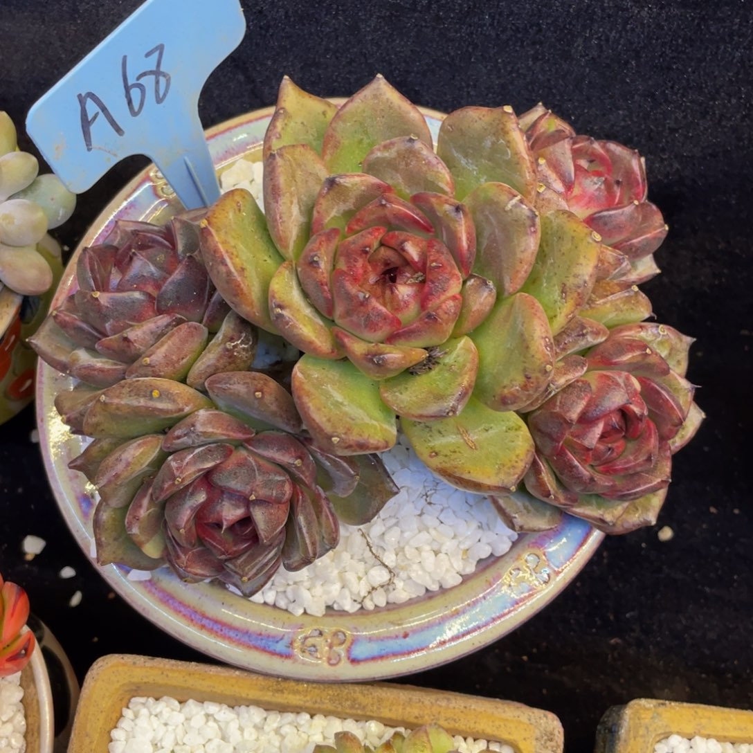 水晶5头老桩多肉植物盆栽多肉