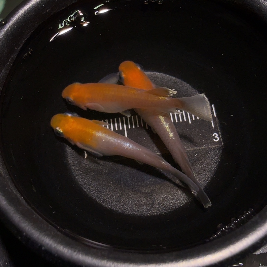 青鳉鱼一物一拍358