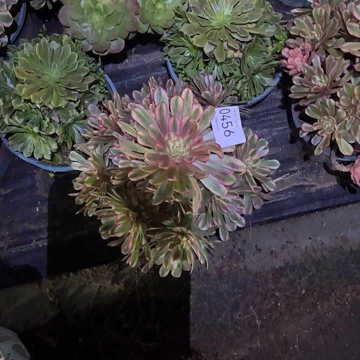 月***辰0456白月光多肉植物