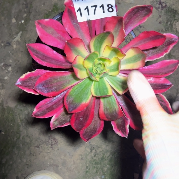 11718魅影多肉植物