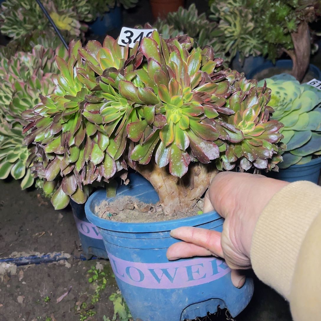 法师法师15-23包邮法师