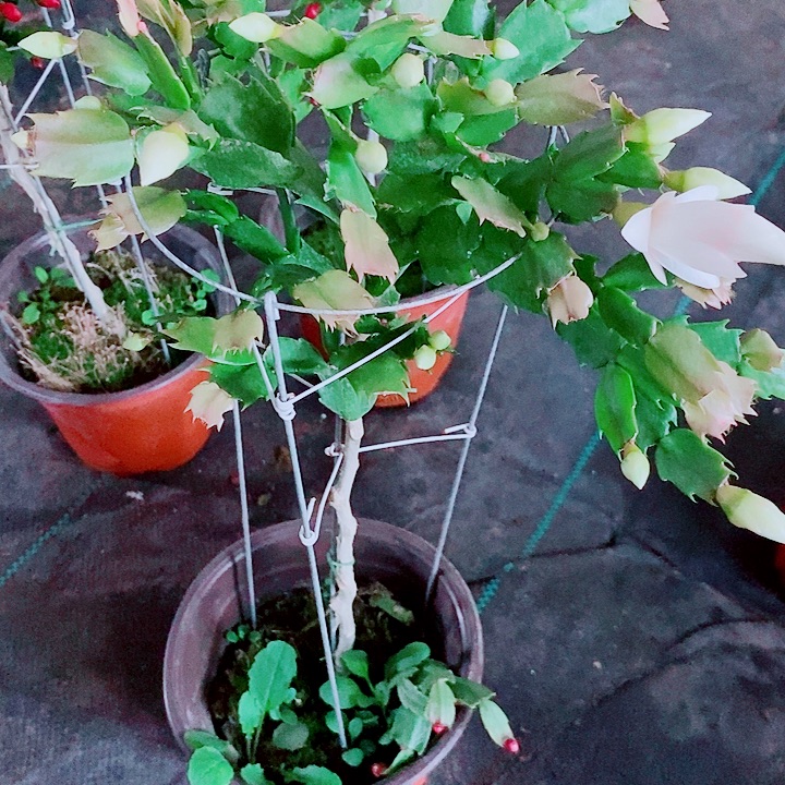 串***鸡完全开放叶仙嫁接一物一拍