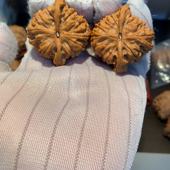 桃核吊坠@***丶40尺寸鸭嘴兽