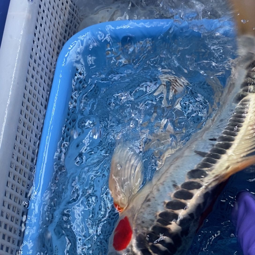 锦鲤冷水锦鲤包邮