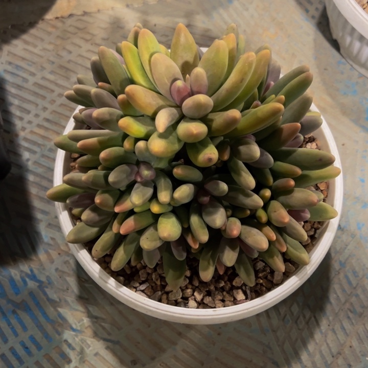 糖果美人自然群无砍