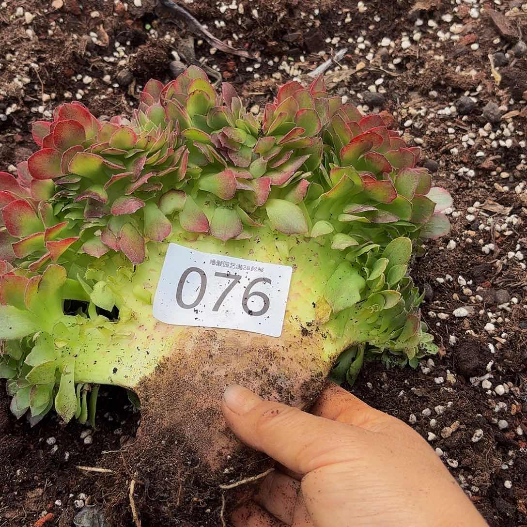 多肉植物福利来 76