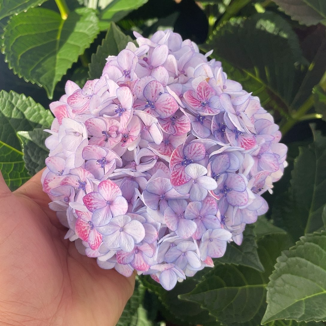 绣球切花一物一拍3枝起包邮，198