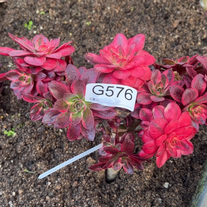 576魅金玫瑰锦多肉