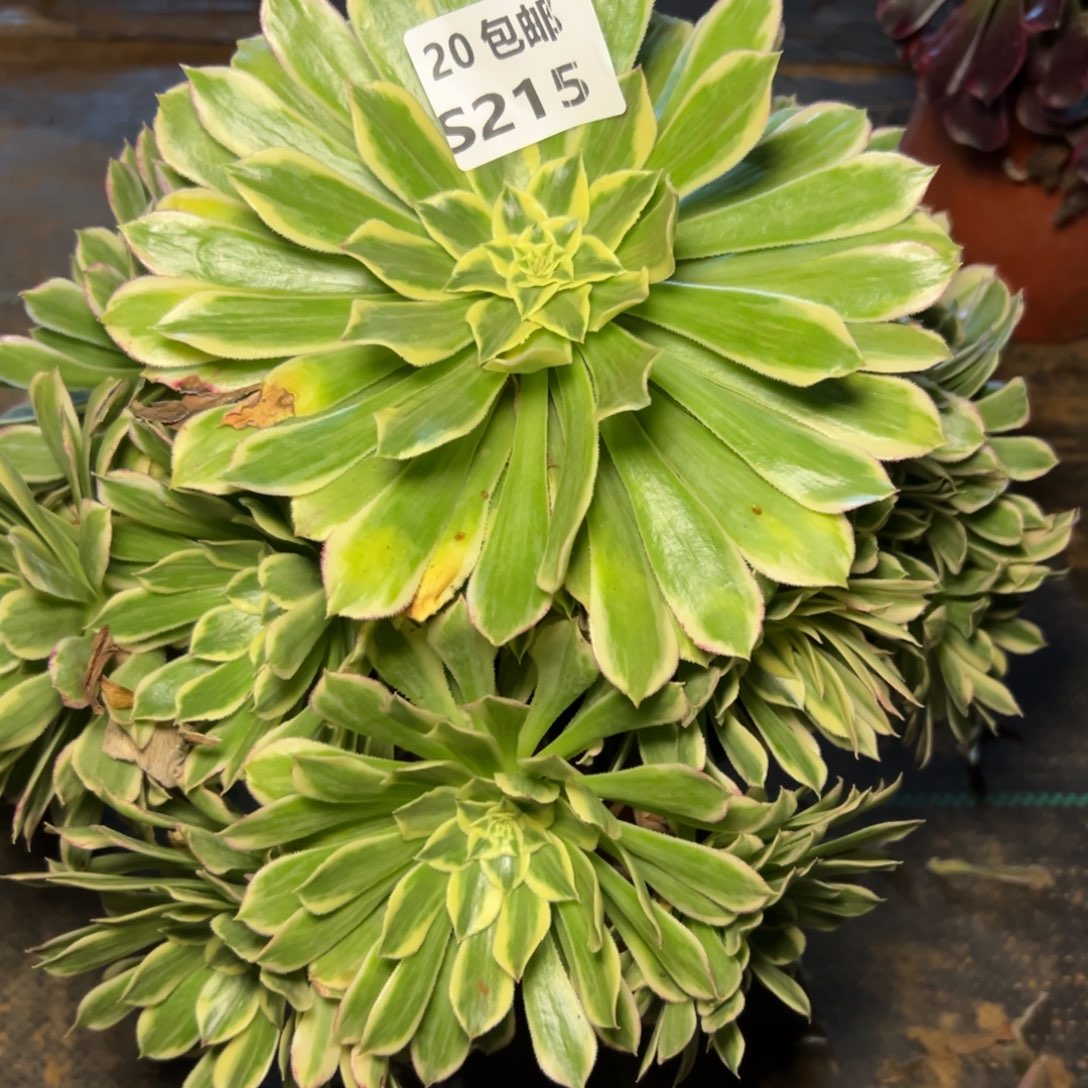 215白狐，满20包邮嘟叮熊