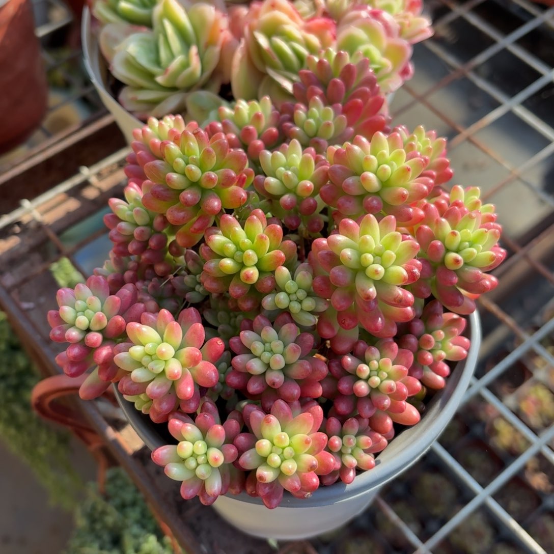 虹之玉锦多肉11㎝盆