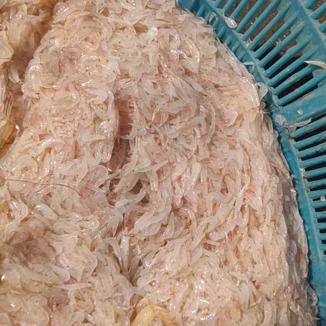 湛江新鲜虾皮，广东碎冰包邮