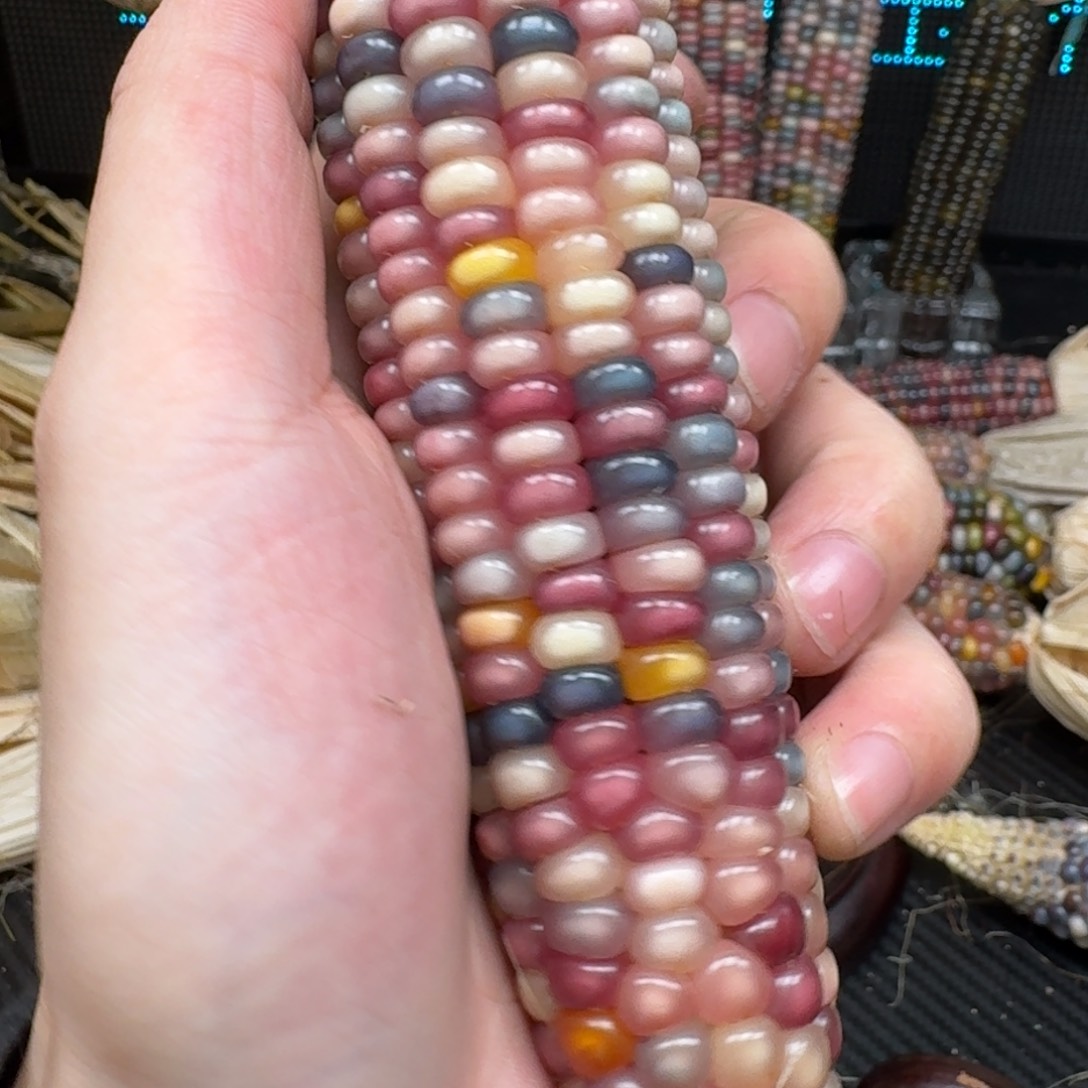 柏香籽/百香籽吊坠米*