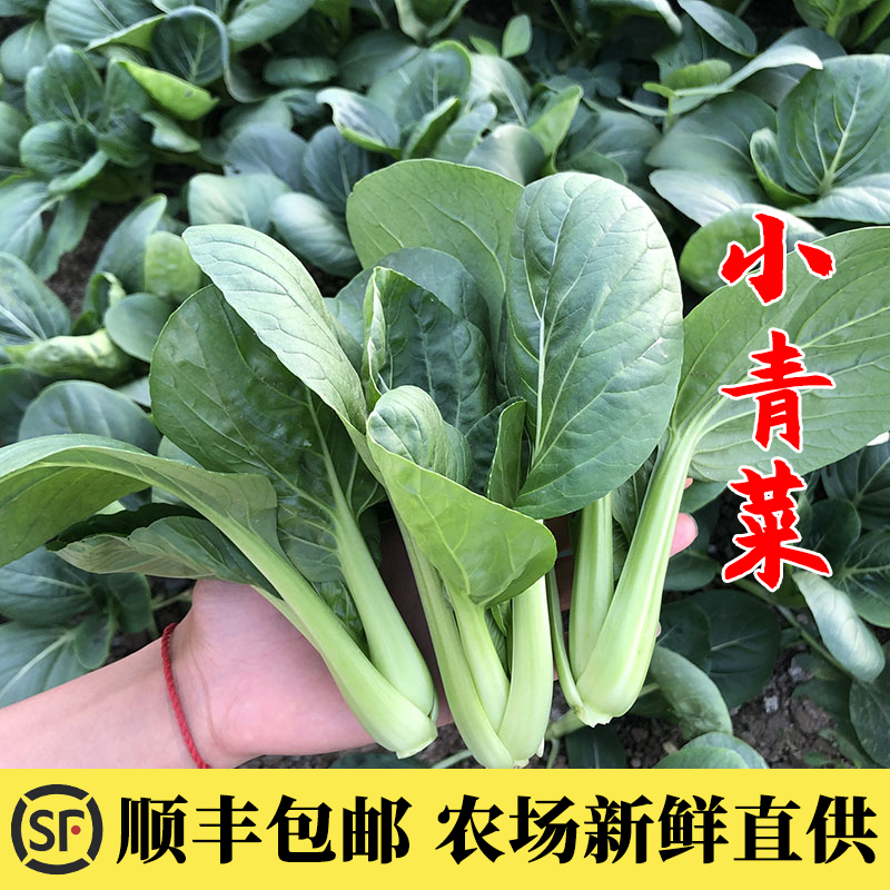 京东顺丰包邮露天新鲜现摘农家小青菜苏州青嫩青菜小油菜小白菜