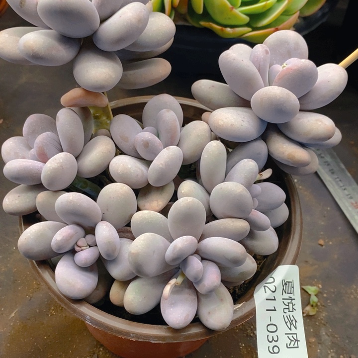 夏悦多肉0211-39鸡蛋奶酪