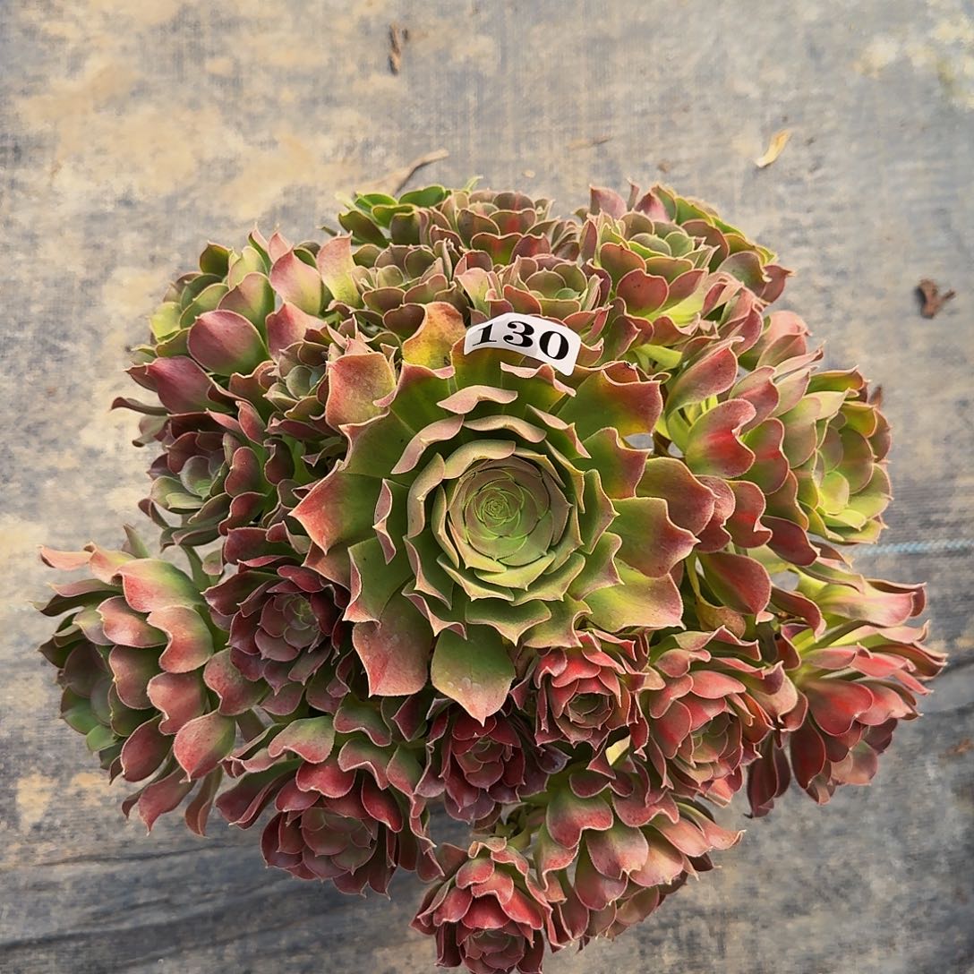 130女巫中班福利不包收售后