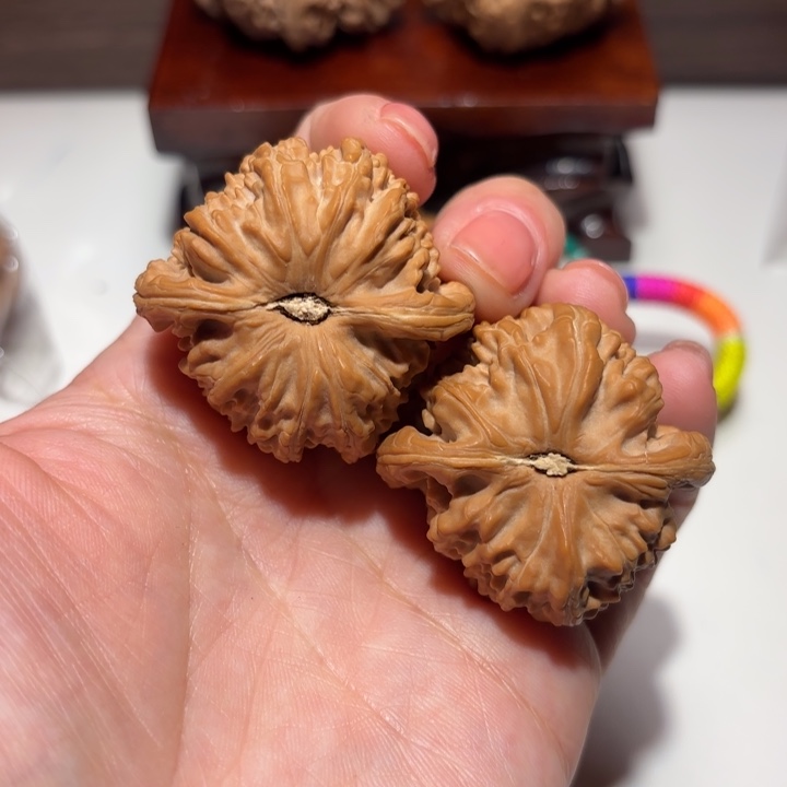 清***光核桃39尺寸白狮子