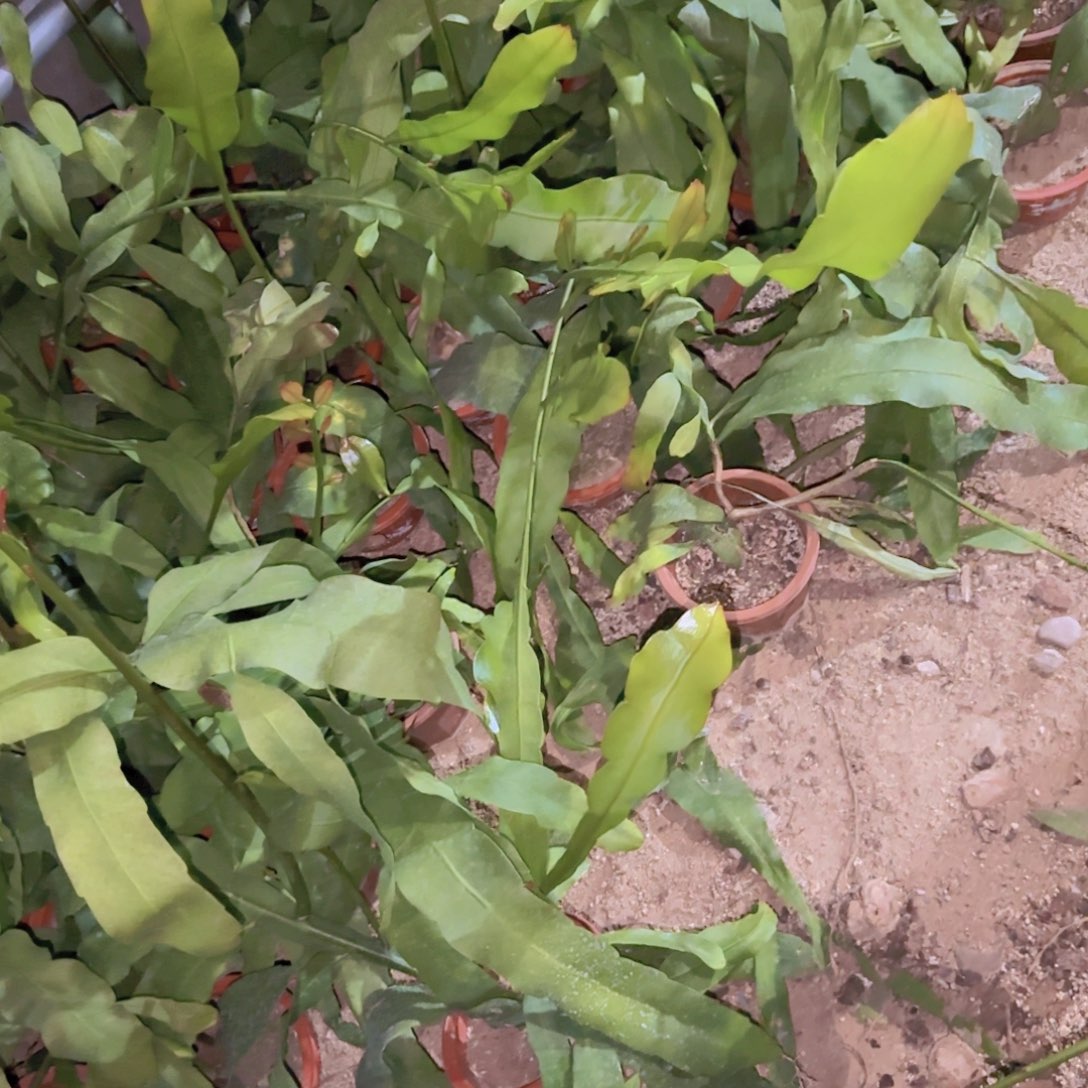 块根植物块根植物