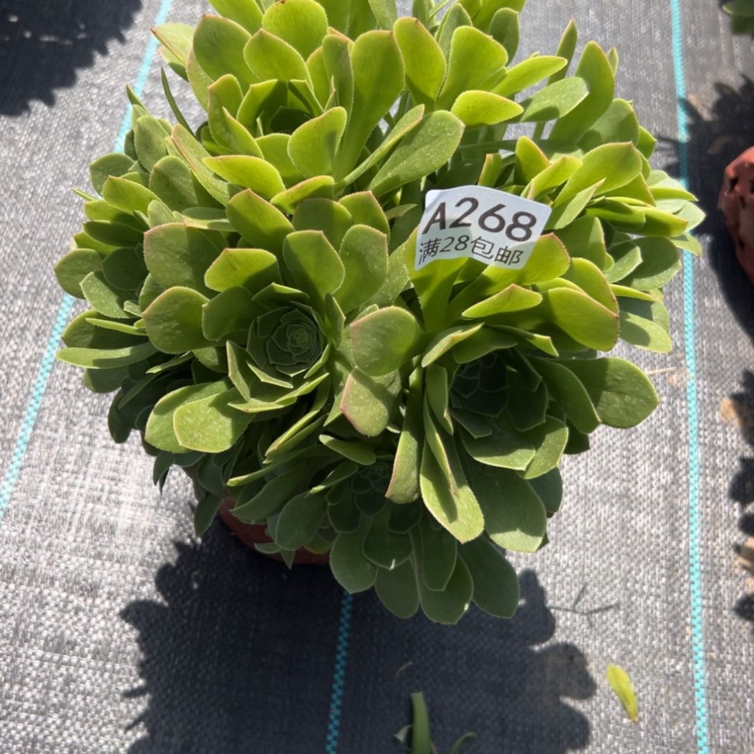 268多肉    绿玫瑰         