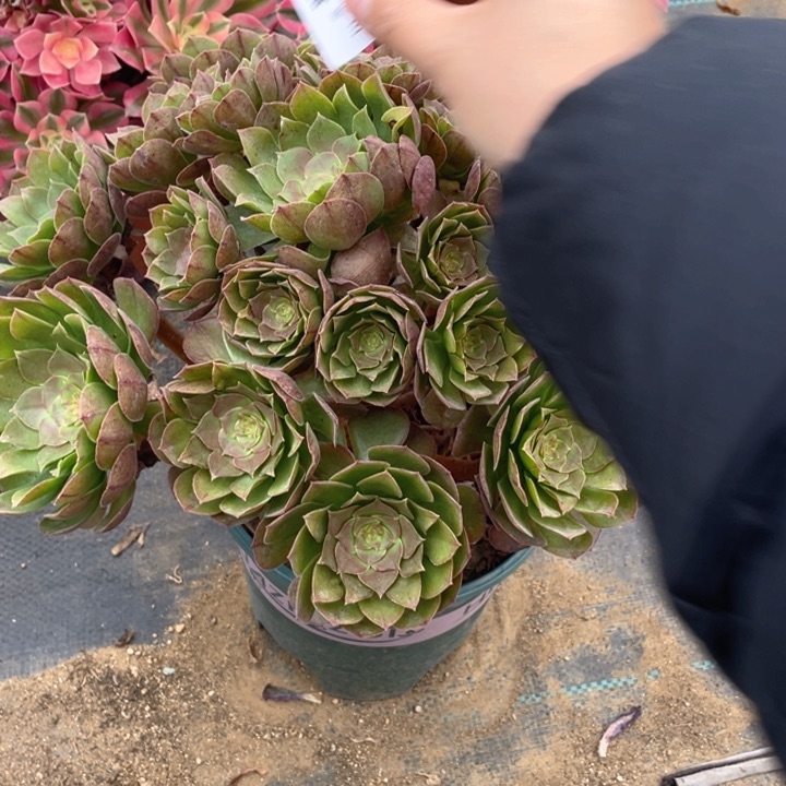 369万法师多肉断枝不售后