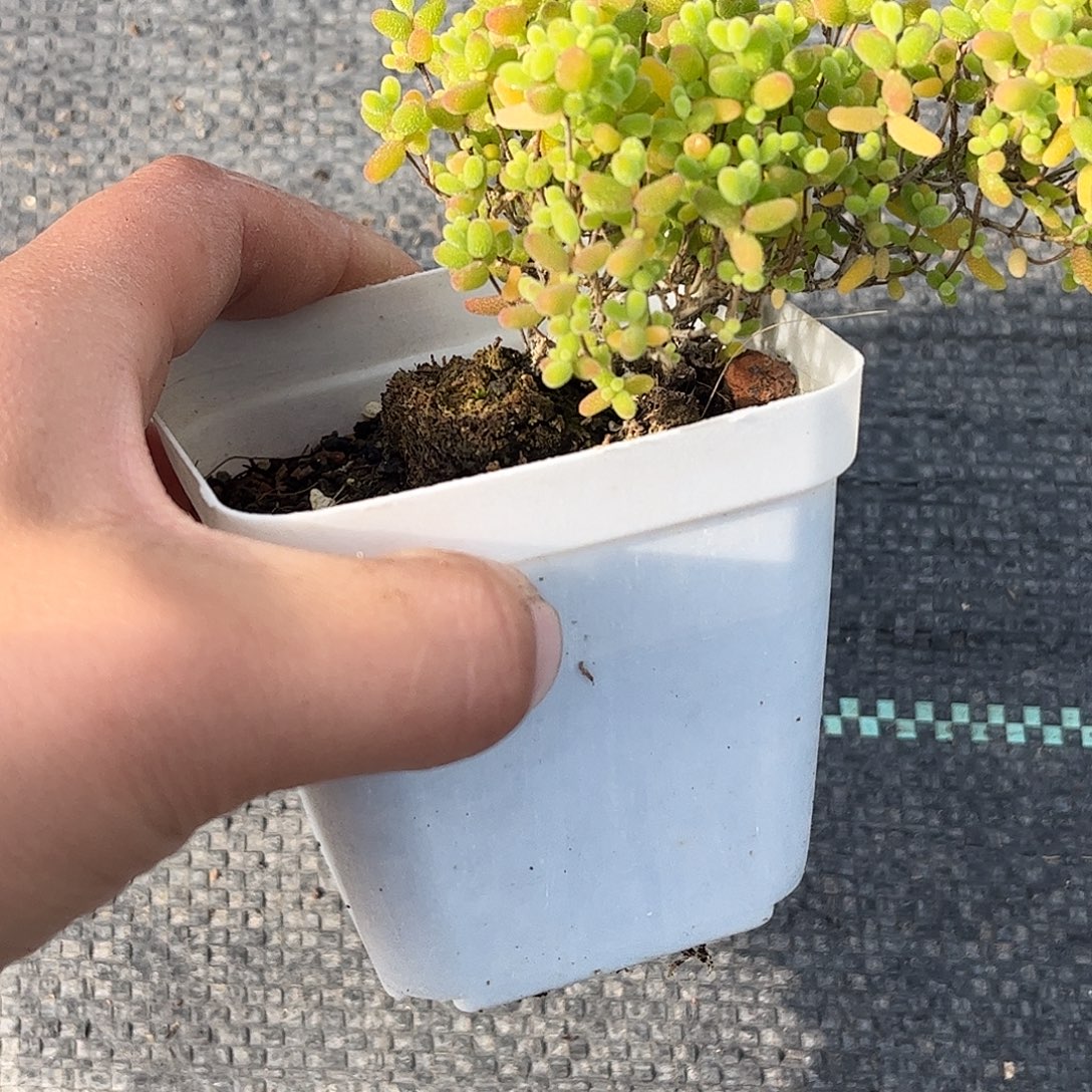 蜜桔枝干番杏优选