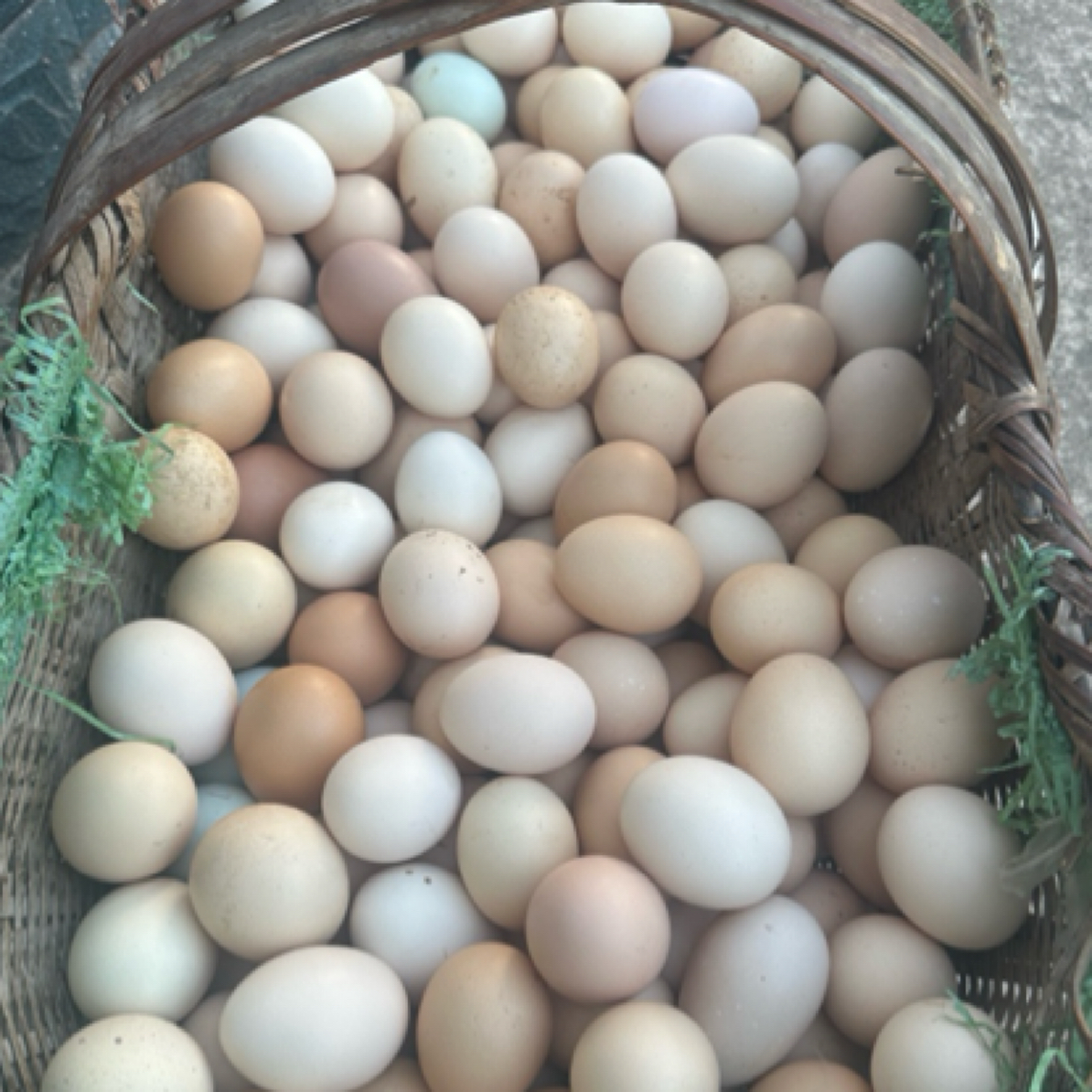 村书记助农 农户散养土鸡蛋