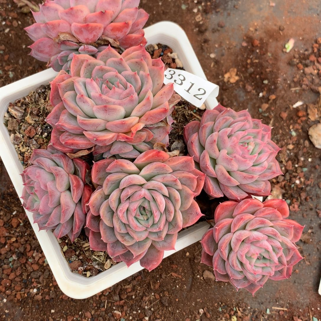 3312杂交多肉植物