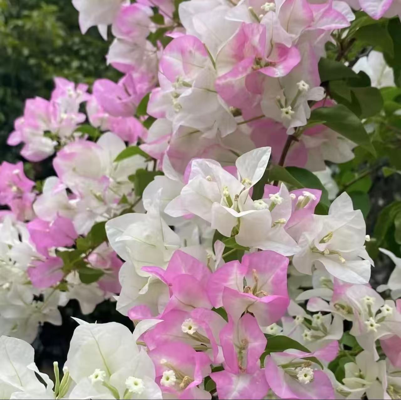 漳州三角梅 一物一拍  四季开花原盆原土带花基地直发