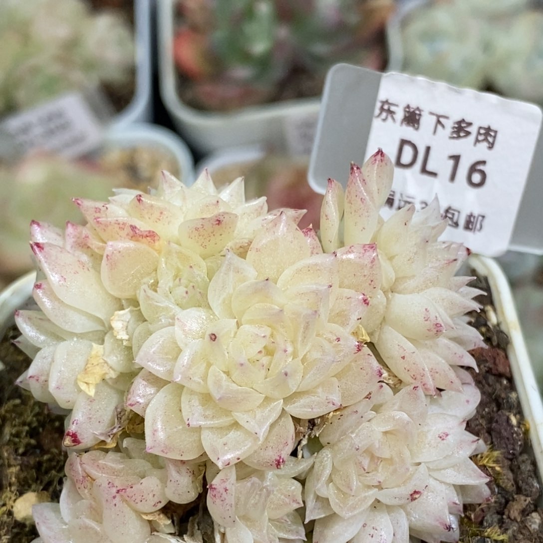 259不包整东篱下多肉植物