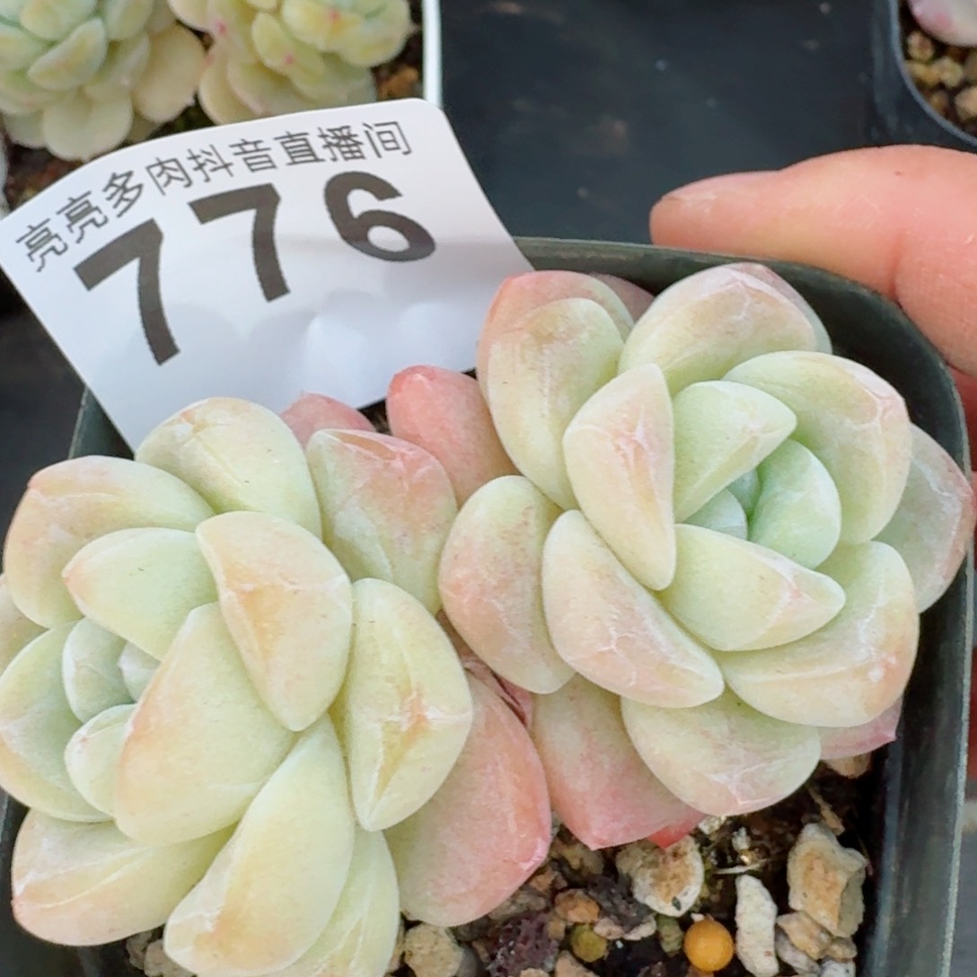 冰玉       多肉植物