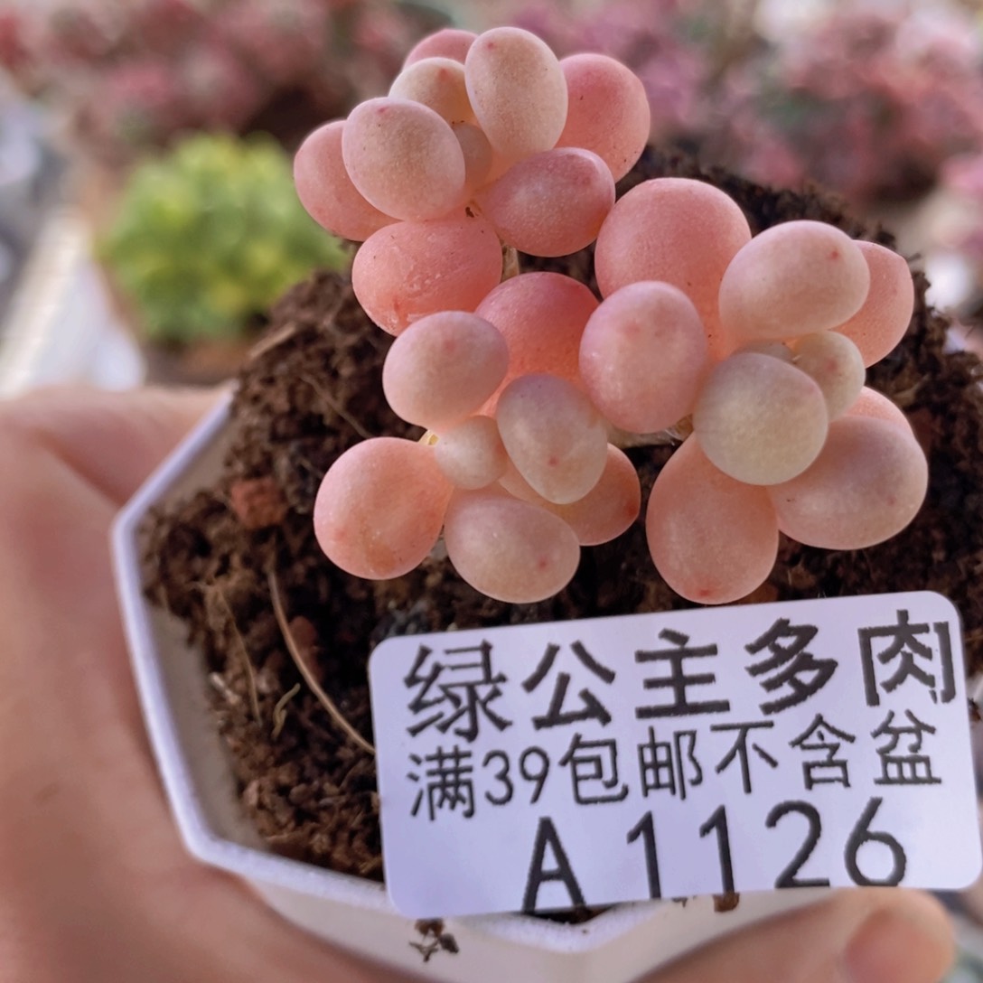 鱼子酱4cm1126多肉植物