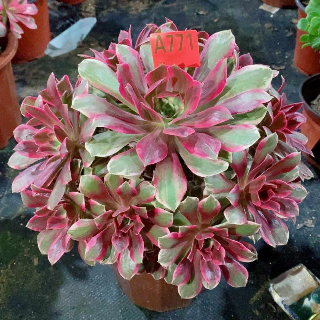 幻纱71多肉11111111