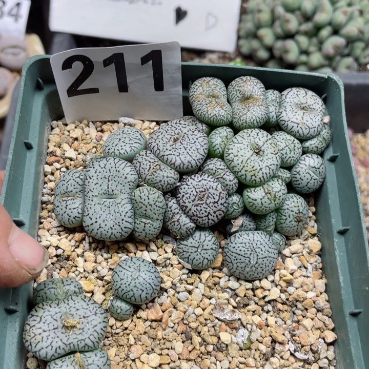 211日系墨大型l l l l l