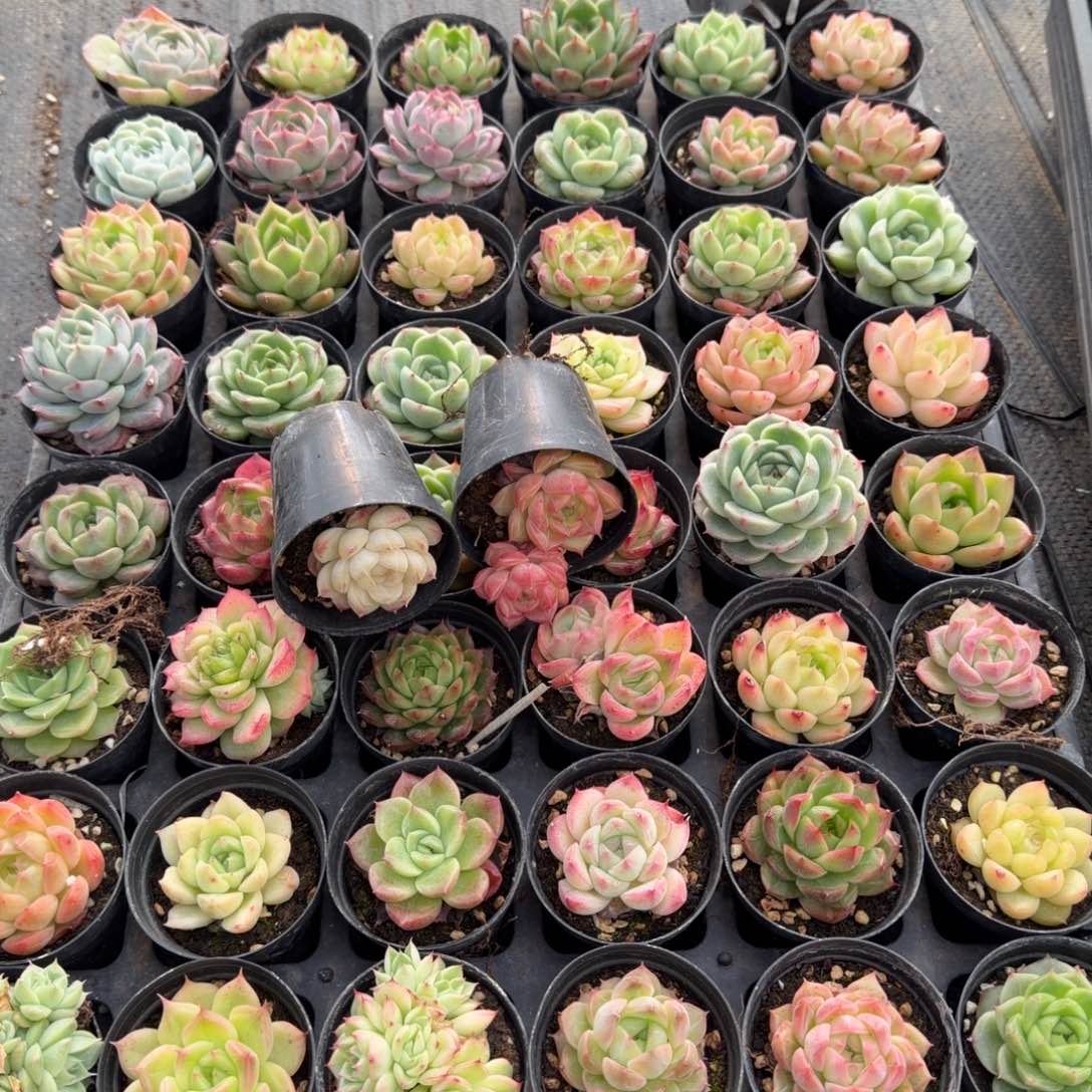 24-16麦秆五颗量拍发货（表箱对着）