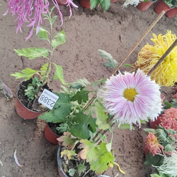 完全开放无售后土球发货老根剪花发货一物一拍2388