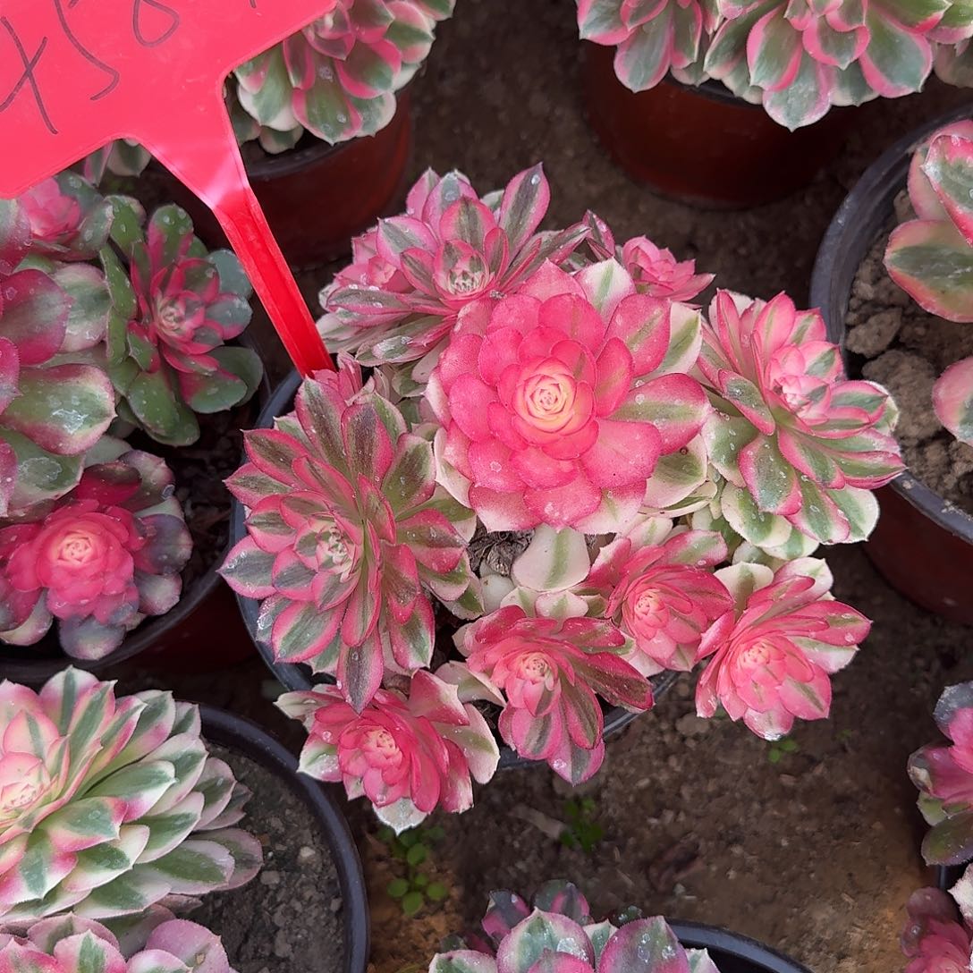 4587荔枝多肉法师