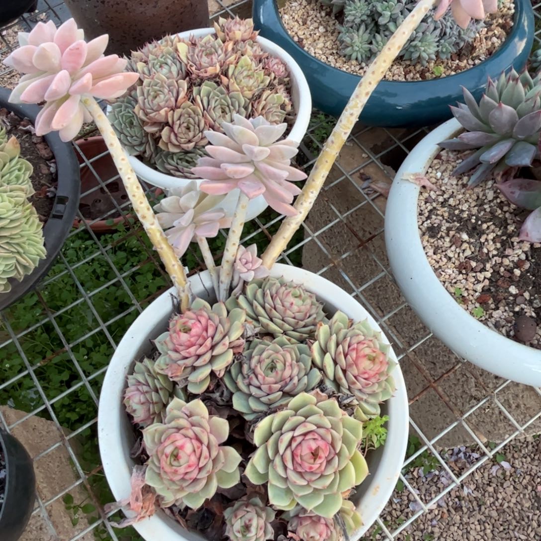 好姑娘多肉园艺，笨吧