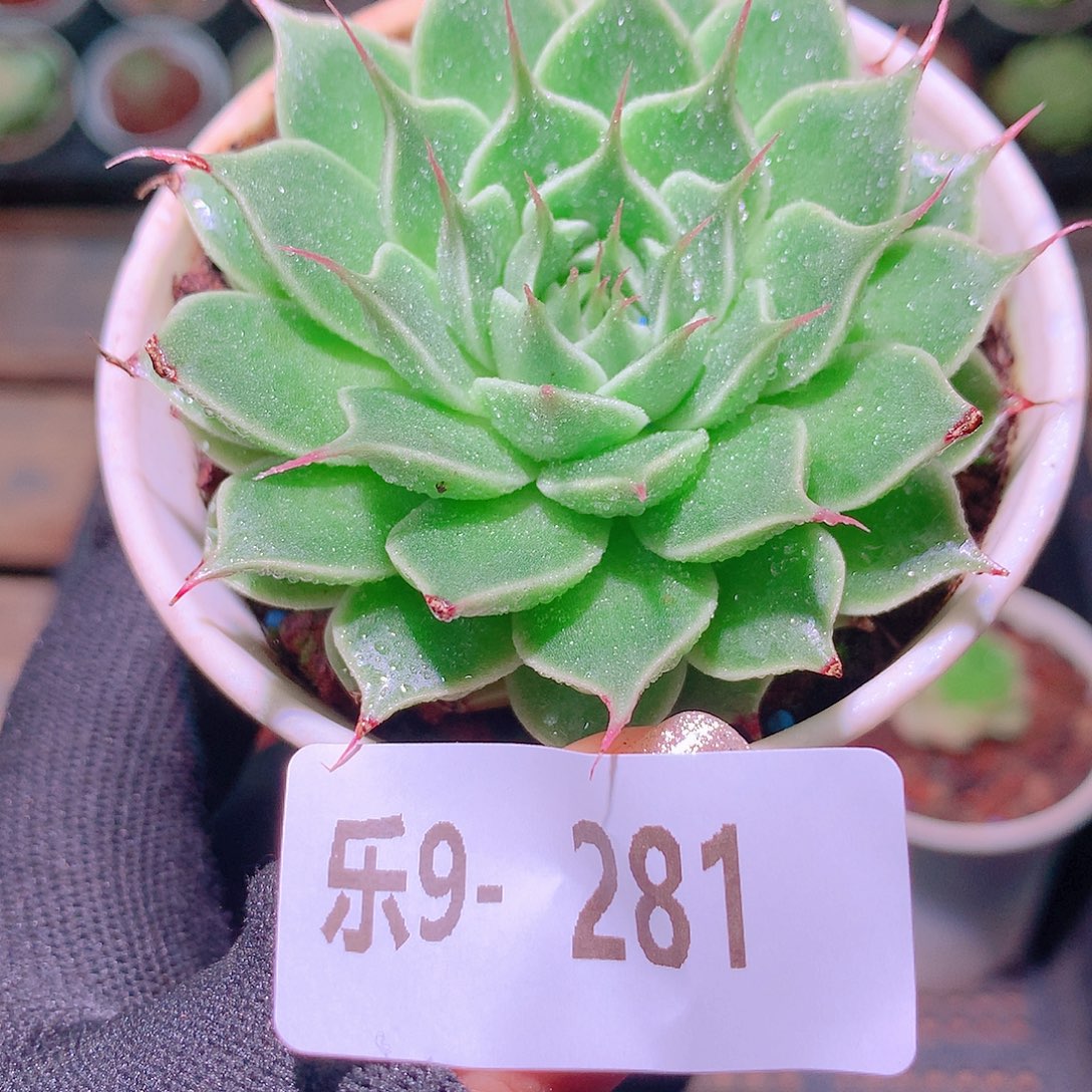 乐然9-281 神秘亲本 