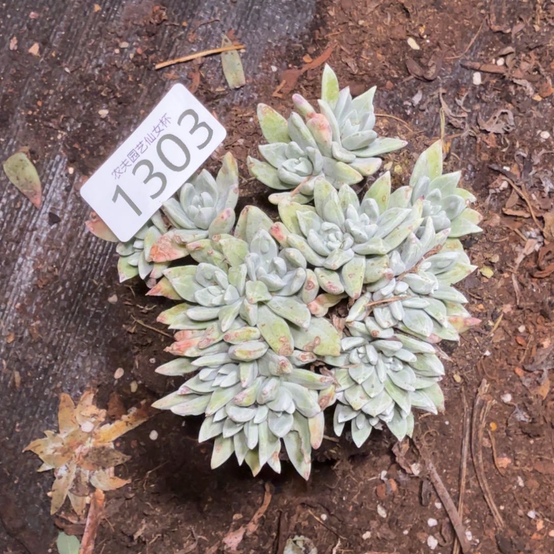 3代杂交仙女杯多肉福利