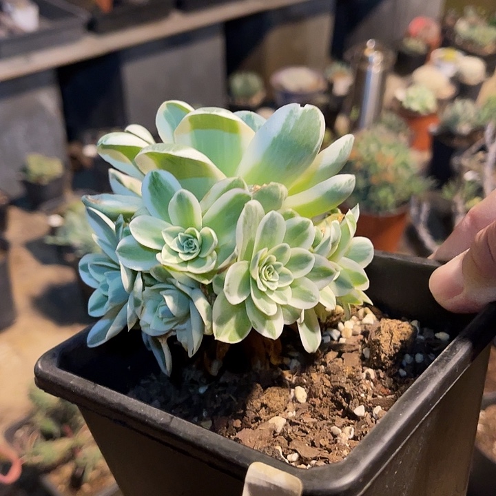 满38包邮2天凑单，脱土晾根发货多肉植物