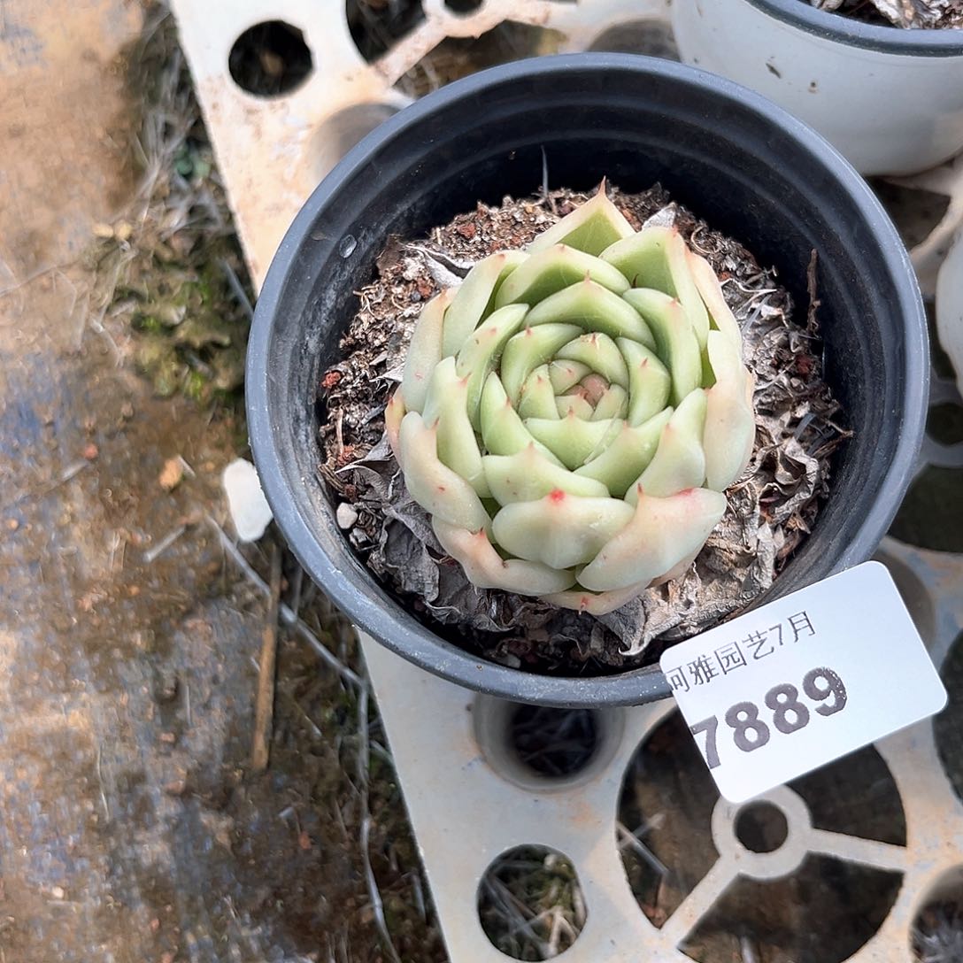 阿雅园艺。     7889